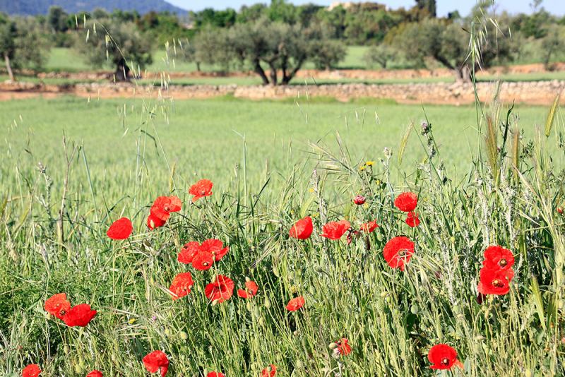Горы Прадес (Muntanyes de Prades) Горы Прадес (Muntanyes de Prades)