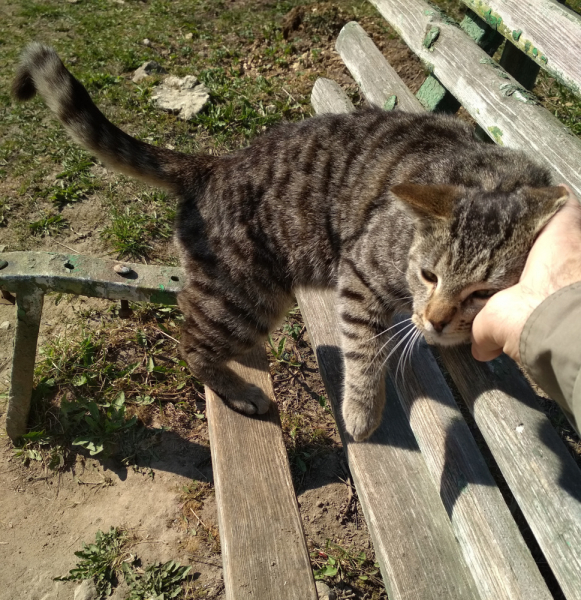 Кошки в нашей жизни. Кошки и все, что с ними связано.