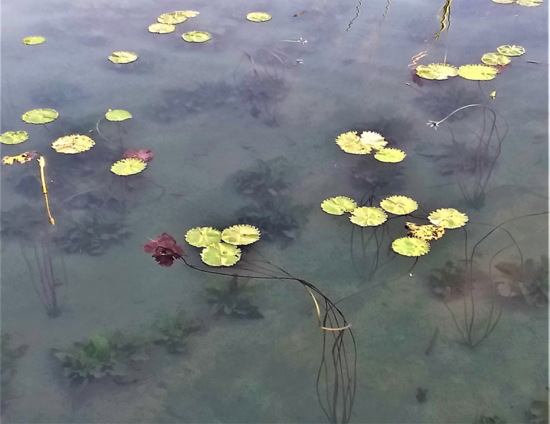 16 дней на разграбление Мексики. И ограбление по-мексикански как алаверды. 2019, февраль