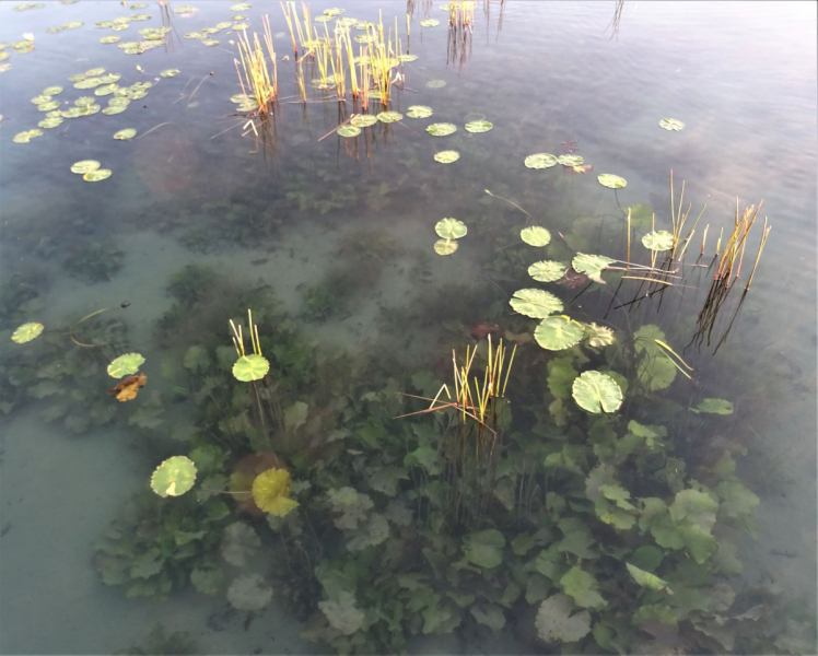 16 дней на разграбление Мексики. И ограбление по-мексикански как алаверды. 2019, февраль