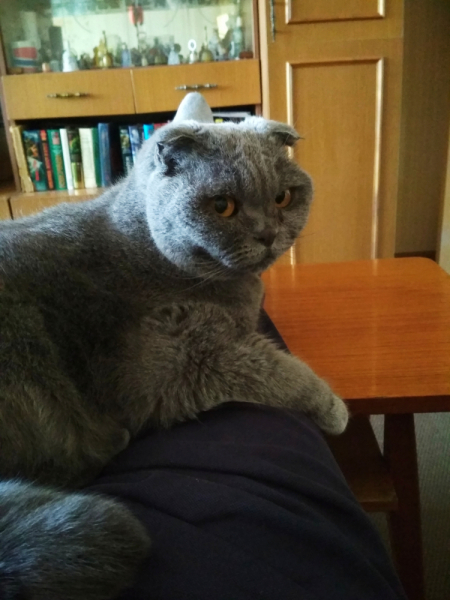 Кошки в нашей жизни. Кошки и все, что с ними связано.