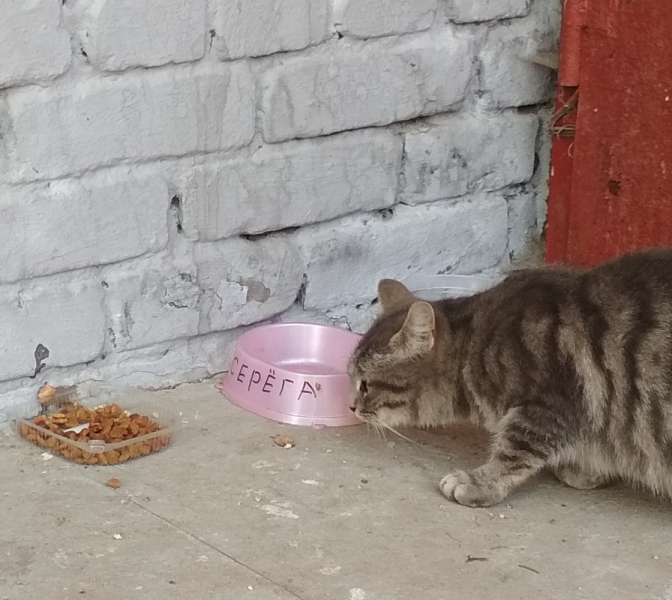 Кошки в нашей жизни. Кошки и все, что с ними связано.