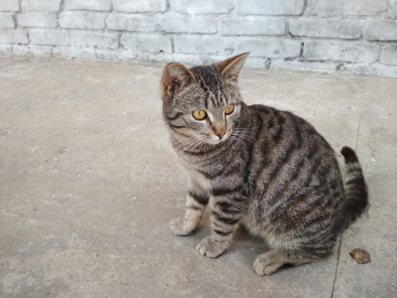 Кошки в нашей жизни. Кошки и все, что с ними связано.