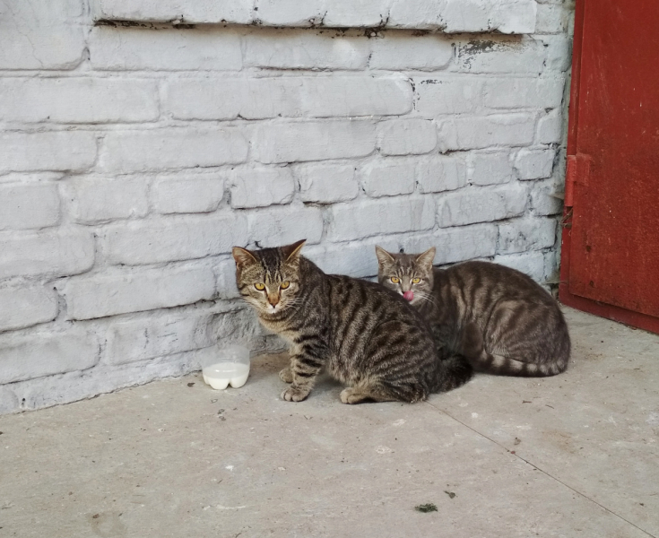 Кошки в нашей жизни. Кошки и все, что с ними связано.