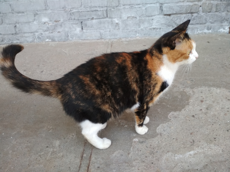 Кошки в нашей жизни. Кошки и все, что с ними связано.