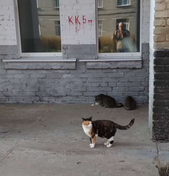 Кошки в нашей жизни. Кошки и все, что с ними связано.