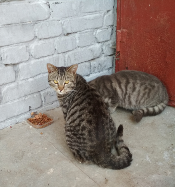 Кошки в нашей жизни. Кошки и все, что с ними связано.