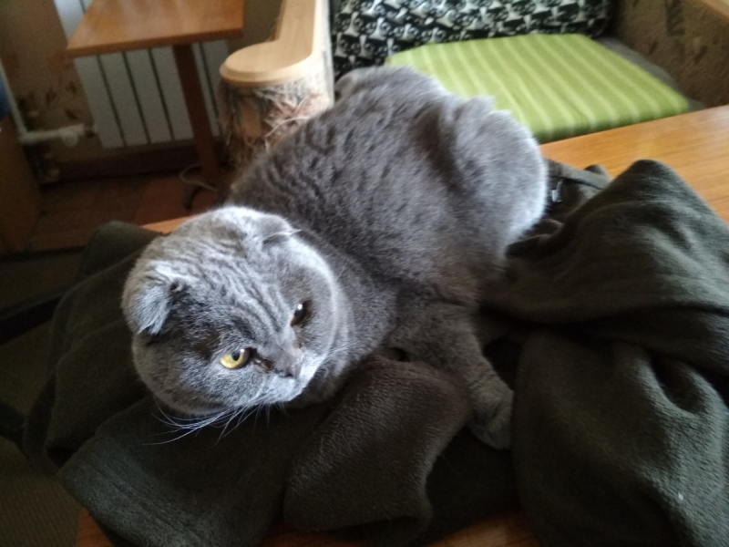 Кошки в нашей жизни. Кошки и все, что с ними связано.