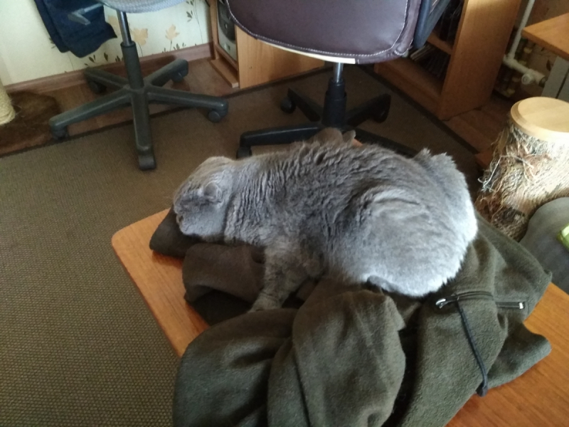 Кошки в нашей жизни. Кошки и все, что с ними связано.