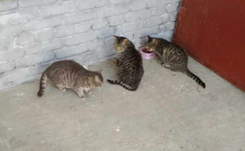 Кошки в нашей жизни. Кошки и все, что с ними связано.