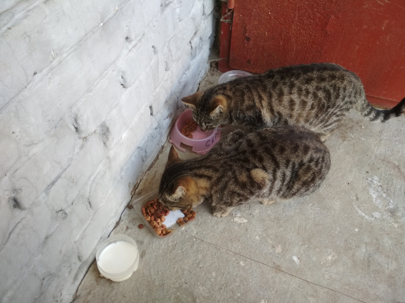 Кошки в нашей жизни. Кошки и все, что с ними связано.