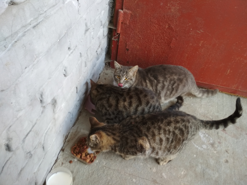 Кошки в нашей жизни. Кошки и все, что с ними связано.