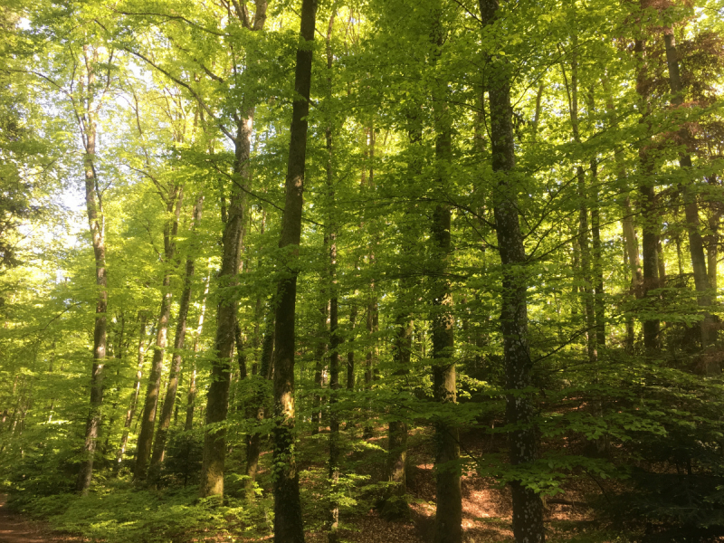 Невшатель. Город и кантон.