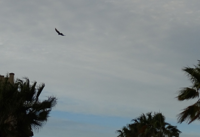 16 дней на разграбление Мексики. И ограбление по-мексикански как алаверды. 2019, февраль