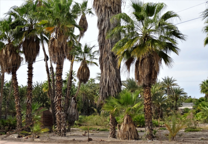 16 дней на разграбление Мексики. И ограбление по-мексикански как алаверды. 2019, февраль