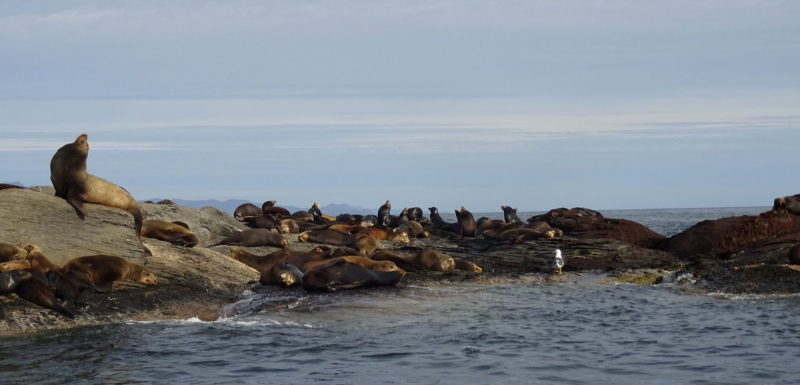 16 дней на разграбление Мексики. И ограбление по-мексикански как алаверды. 2019, февраль