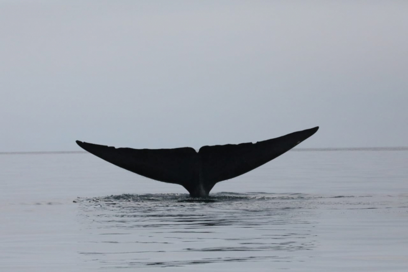 16 дней на разграбление Мексики. И ограбление по-мексикански как алаверды. 2019, февраль