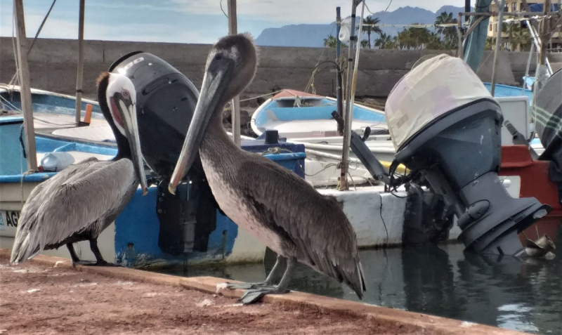 16 дней на разграбление Мексики. И ограбление по-мексикански как алаверды. 2019, февраль