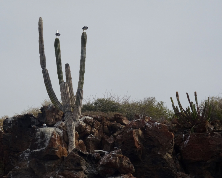 16 дней на разграбление Мексики. И ограбление по-мексикански как алаверды. 2019, февраль