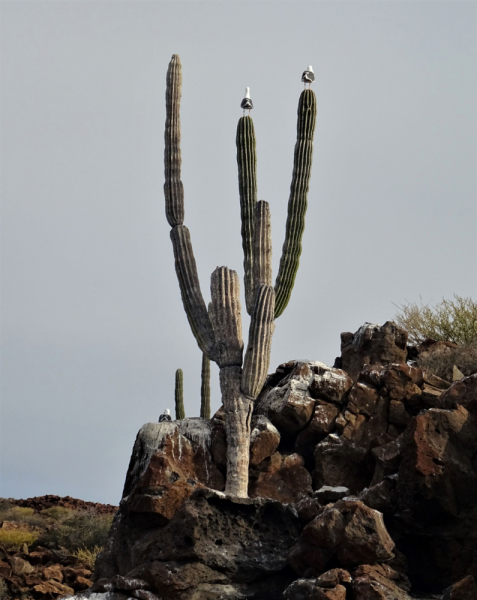 16 дней на разграбление Мексики. И ограбление по-мексикански как алаверды. 2019, февраль