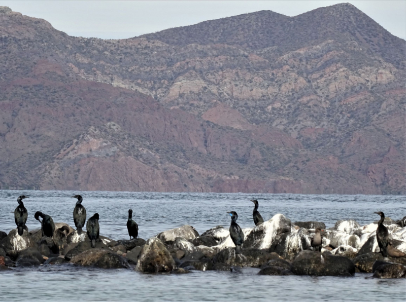 16 дней на разграбление Мексики. И ограбление по-мексикански как алаверды. 2019, февраль