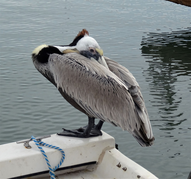 16 дней на разграбление Мексики. И ограбление по-мексикански как алаверды. 2019, февраль