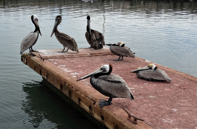16 дней на разграбление Мексики. И ограбление по-мексикански как алаверды. 2019, февраль