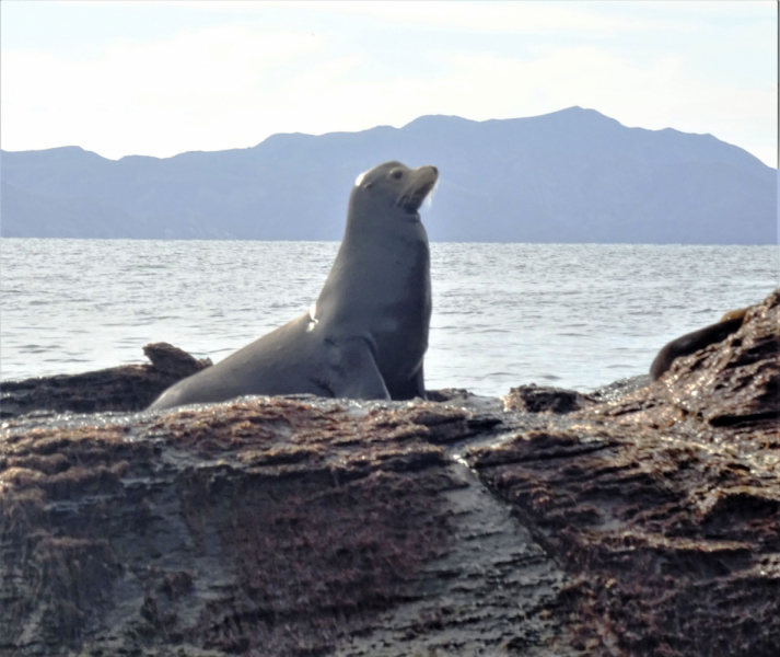 16 дней на разграбление Мексики. И ограбление по-мексикански как алаверды. 2019, февраль