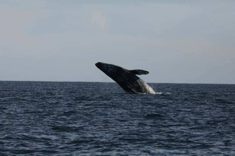 16 дней на разграбление Мексики. И ограбление по-мексикански как алаверды. 2019, февраль