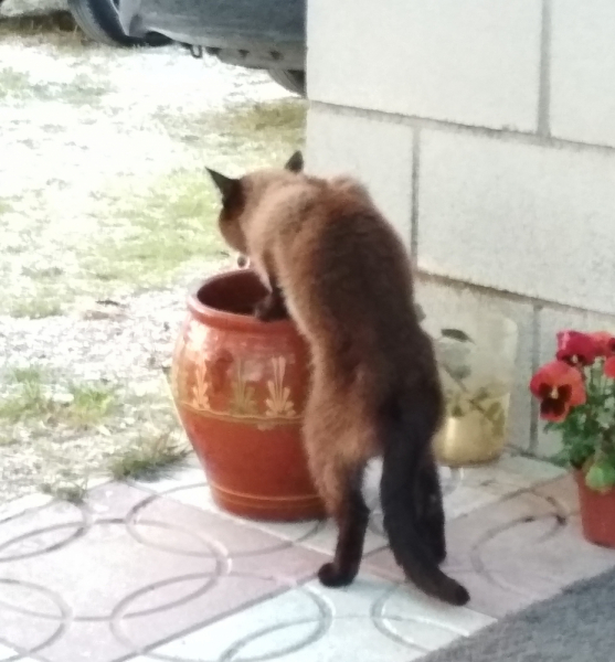 Кошки в нашей жизни. Кошки и все, что с ними связано.