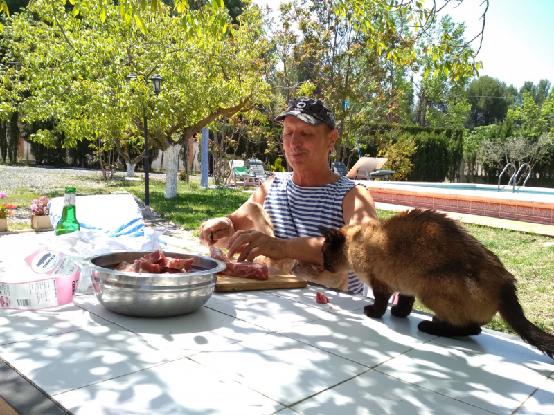 Кошки в нашей жизни. Кошки и все, что с ними связано.