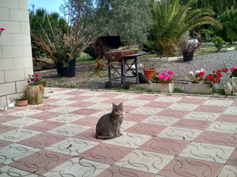 Кошки в нашей жизни. Кошки и все, что с ними связано.