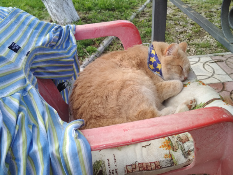 Кошки в нашей жизни. Кошки и все, что с ними связано.