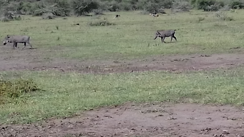 Сафари в Танзании и Занзибар
