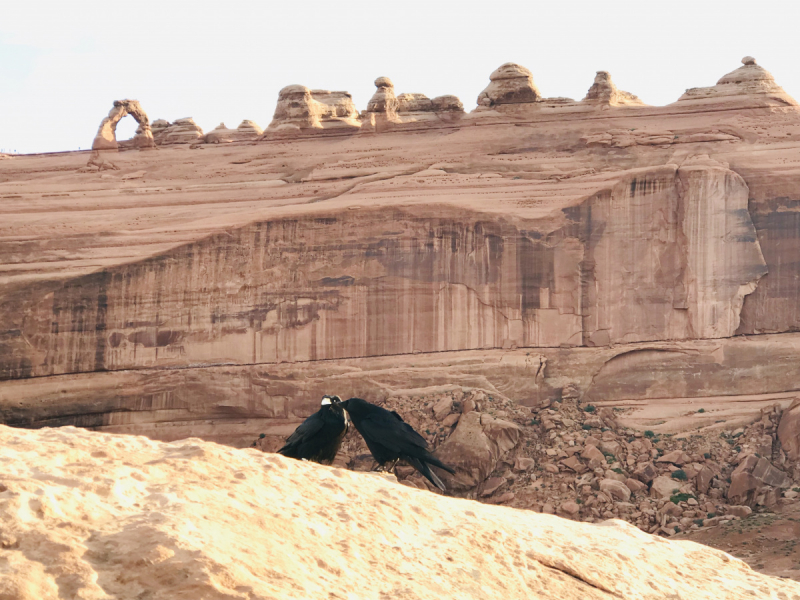 Парки Запада США, включая Yellowstone и Grand Teton. 2-13 мая.