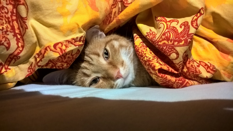 Кошки в нашей жизни. Кошки и все, что с ними связано.