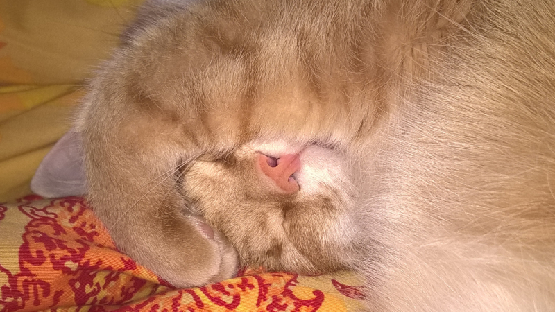 Кошки в нашей жизни. Кошки и все, что с ними связано.