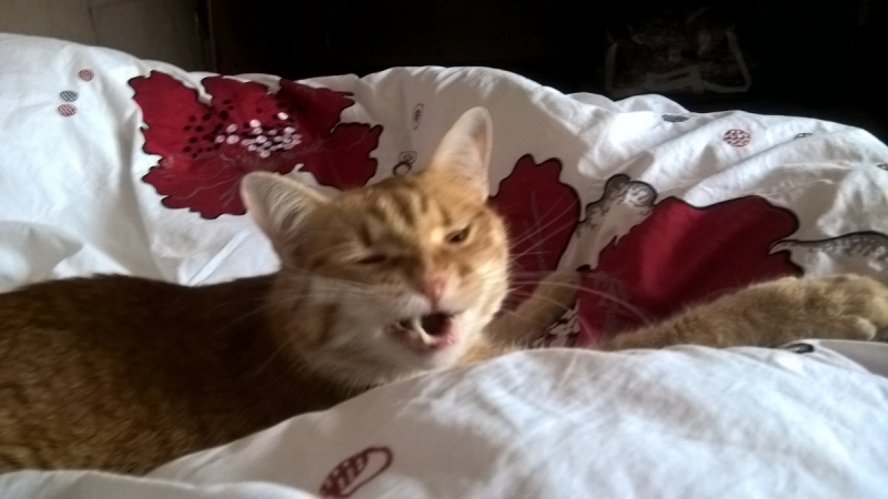 Кошки в нашей жизни. Кошки и все, что с ними связано.