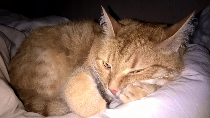 Кошки в нашей жизни. Кошки и все, что с ними связано.