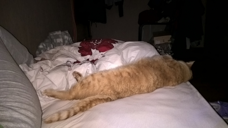 Кошки в нашей жизни. Кошки и все, что с ними связано.