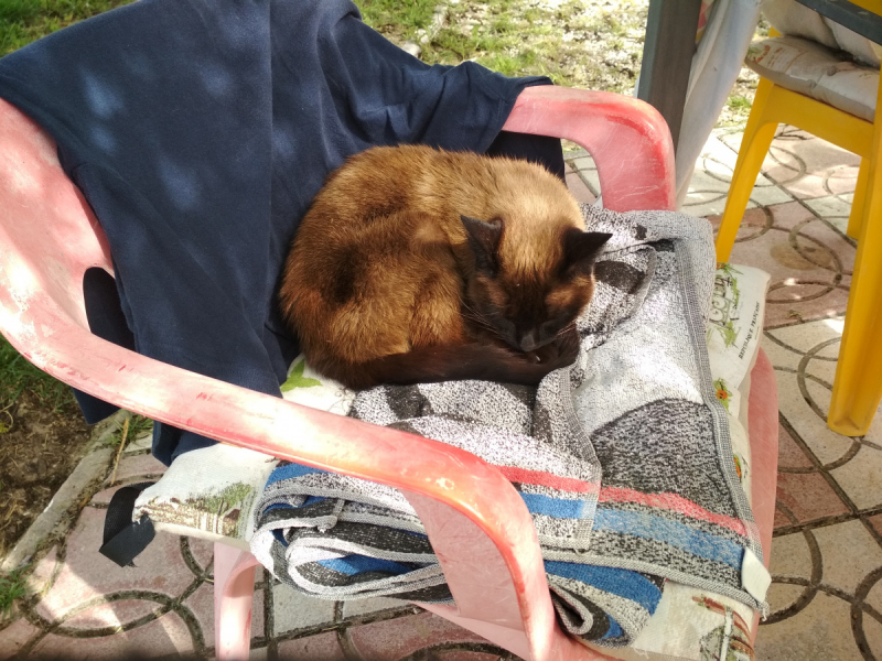 Кошки в нашей жизни. Кошки и все, что с ними связано.