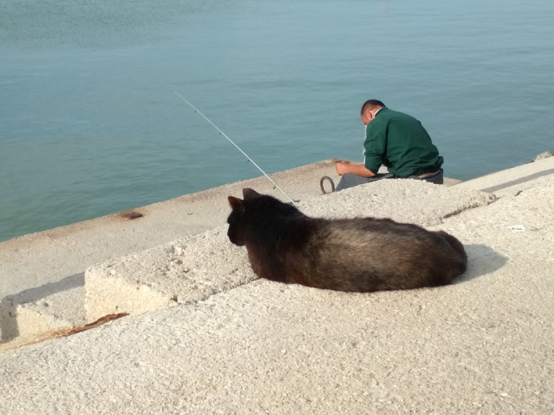 Кошки в нашей жизни. Кошки и все, что с ними связано.