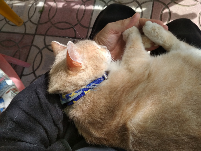 Кошки в нашей жизни. Кошки и все, что с ними связано.