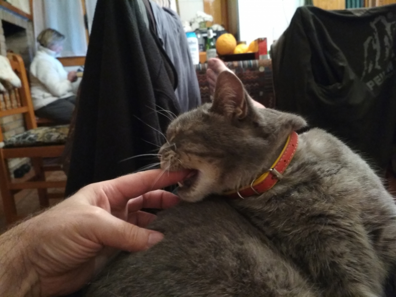 Кошки в нашей жизни. Кошки и все, что с ними связано.