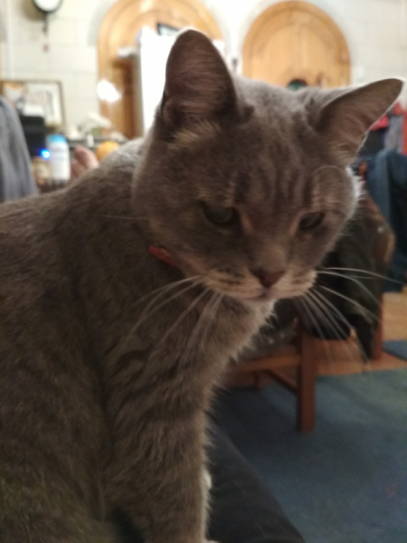 Кошки в нашей жизни. Кошки и все, что с ними связано.