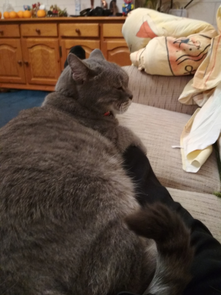 Кошки в нашей жизни. Кошки и все, что с ними связано.