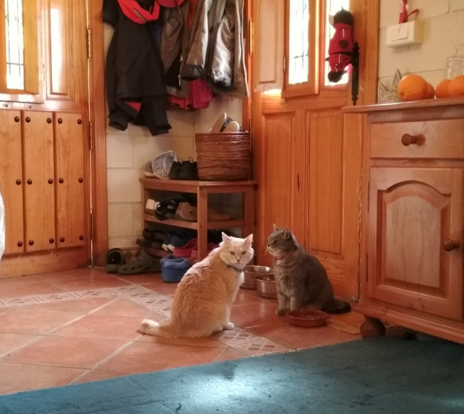 Кошки в нашей жизни. Кошки и все, что с ними связано.