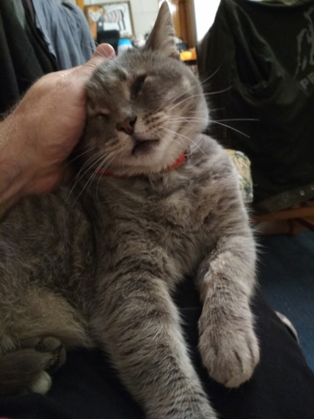 Кошки в нашей жизни. Кошки и все, что с ними связано.