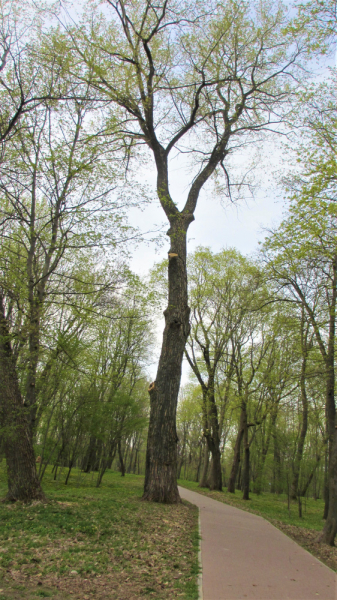 Из Епифани и Кондуков с большим приветом. Май 2019.