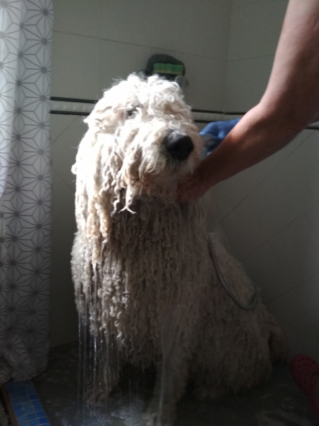 Кошки в нашей жизни. Кошки и все, что с ними связано.